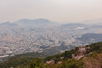 Aerial view of the Busan downtown cityscape with cherry tree blossom