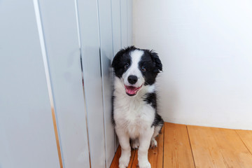 Funny portrait of cute smilling puppy dog border collie indoor. New lovely member of family little dog at home gazing and waiting. Pet care and animals concept