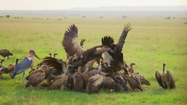 Ruppell's vultures fighting