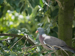 Close up common Wood pigeon Columba palumbus perched on linden tree branch between green leaves
