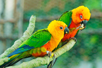 Sun Conure, red orange yellow green and blue color parrot