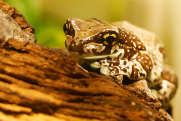 The Mission golden-eyed tree frog or Amazon milk frog