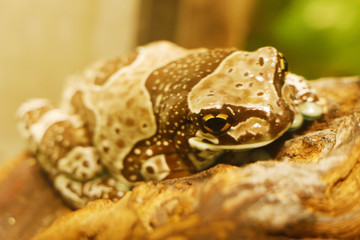 The Mission golden-eyed tree frog or Amazon milk frog