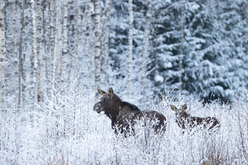 Female moose (alces alces) with a calf