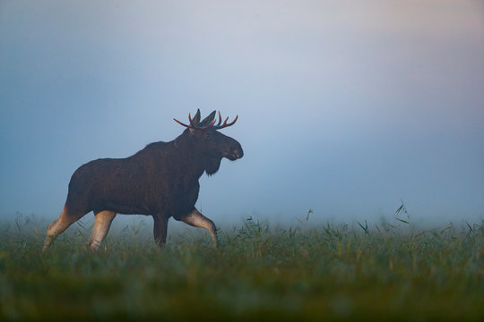 Moose bull (Alces alces) in the mist