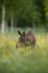 Young moose cow (Alces alces)