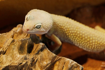 mack snow leopard gecko baby