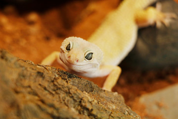 mack snow leopard gecko baby