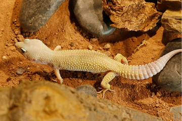 mack snow leopard gecko baby