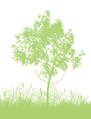 Obraz premium Beautiful green tree in the park. Vector