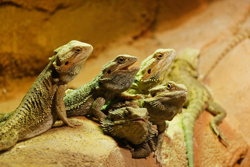group of brown color lizard