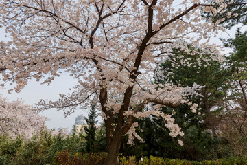 Beautiful cherry tree blossom in Geumgang Park