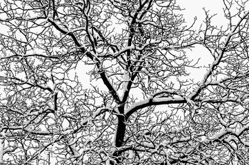 Silhouette of a tree covered with snow