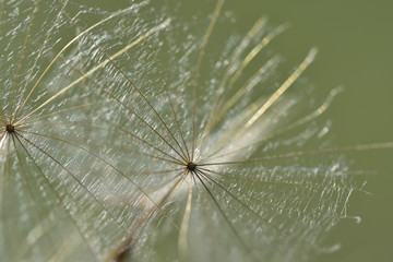 Nahaufnahme von kleinen Schirmchen mit Samen einer Wiesenblume im sommer
