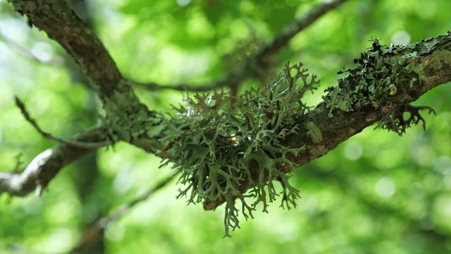 Dense green lichen (Evernia prunastri) on an oak tree branch in an autumnal mountain forest.