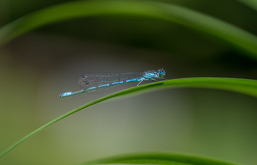Dragonfly, summer