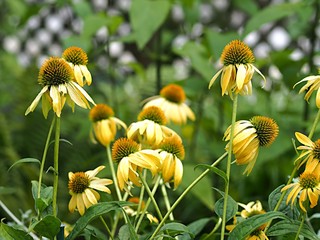 エキナケアの花