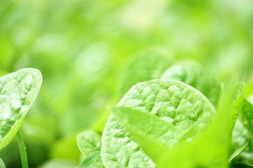 Close up of nature green leaves in the garden with soft focus and blur leaf tree background