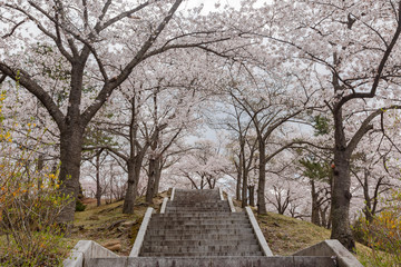 Beautiful cherry tree blossom around the famous Bulguksa temple