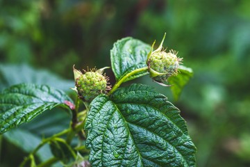 unripe green raspberries on a bush