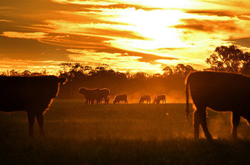 Cattle graze in country paddock with sunset background, Australia. - obrazy, fototapety, plakaty