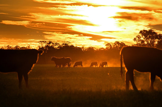 Cattle graze in country paddock with sunset background, Australia.