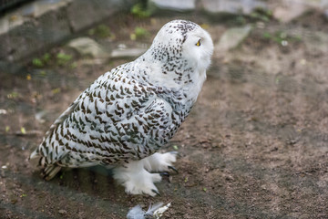 Snowy owl called Bubop Scandiacas in a cage in a zoo