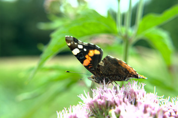 Red admiral (Vanessa atalanta) adult dorsal butterfly on hemp-agrimony (Eupatorium cannabinum) pink...