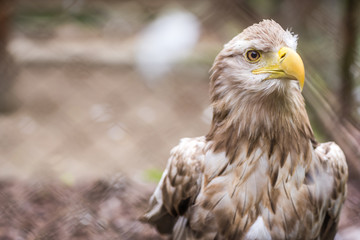 Mighty white tailed eagle in zoo cage © Pav-Pro Photography 