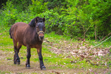 Fototapeta premium Cute brown pony tied to a rope