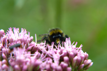 Red-tailed bumblebee (Bombus lapidarius) on hemp-agrimony (Eupatorium cannabinum) pink flower, portrait