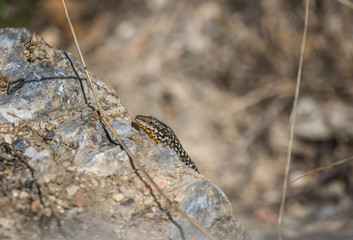 Small lizard sitting on a rock