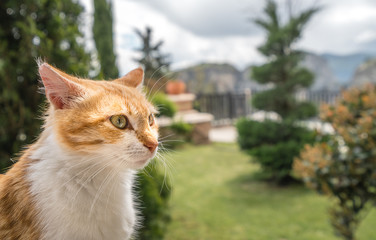 Portrait of a small cute cat