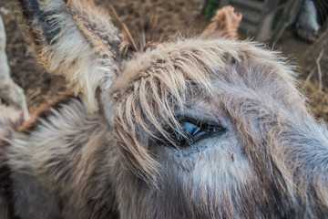 Closeup of donkey eye (Equus asinus)