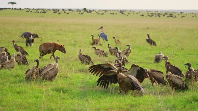 Ruppell's vultures and a hyena in Maasai Mara