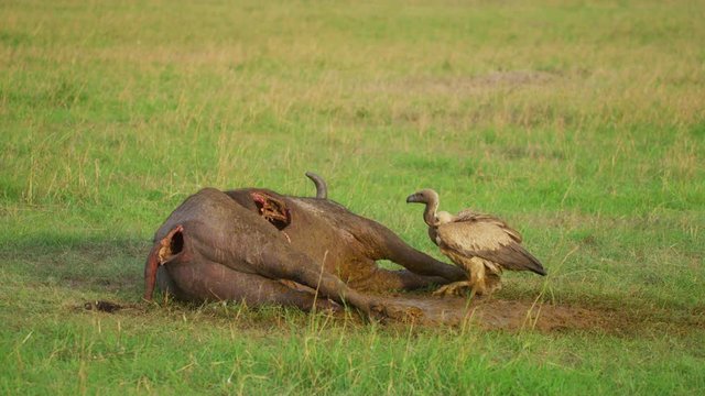 Ruppell's vulture next to a carcass