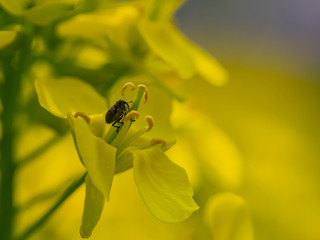 Close up shot of a small black Weevils on rape flower