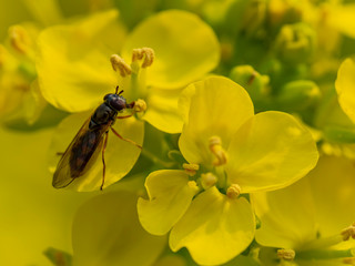 Close up shot of a fly busying around a rape flower