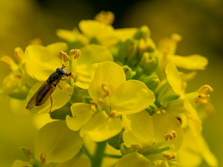 Close up shot of a fly busying around a rape flower