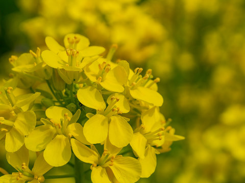 Close up shot of rape flower blossom
