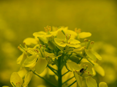 Close up shot of rape flower blossom