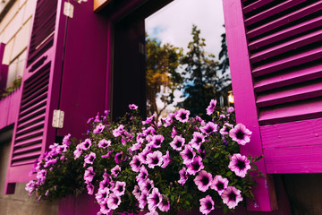 Fototapeta na wymiar window with shutters and flowers on the window sill. violet. clo