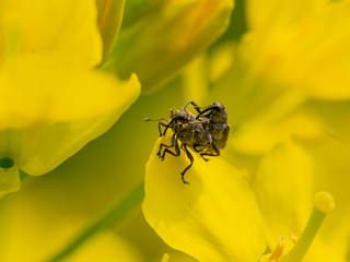 Close up shot of two small black Weevils on rape flower