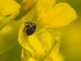 Close up shot of two small black Weevils on rape flower