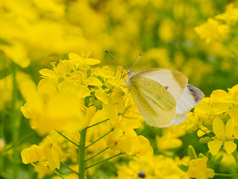 Close up shot of white butterfly on rape flower