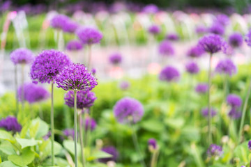 Purple flowers with a beautiful bokeh