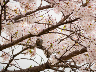 Brown-eared bulbul perched on a cherry blossom tree