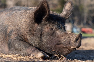 Black boar resting on hay