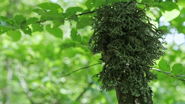 Dense green lichen (Evernia prunastri) on an oak tree branch in an autumnal mountain forest.