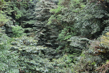 Jungle Rain Forrest Mountainous Green Mist